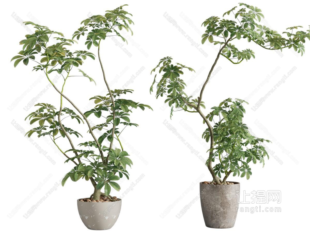 现代盆栽 现代盆景