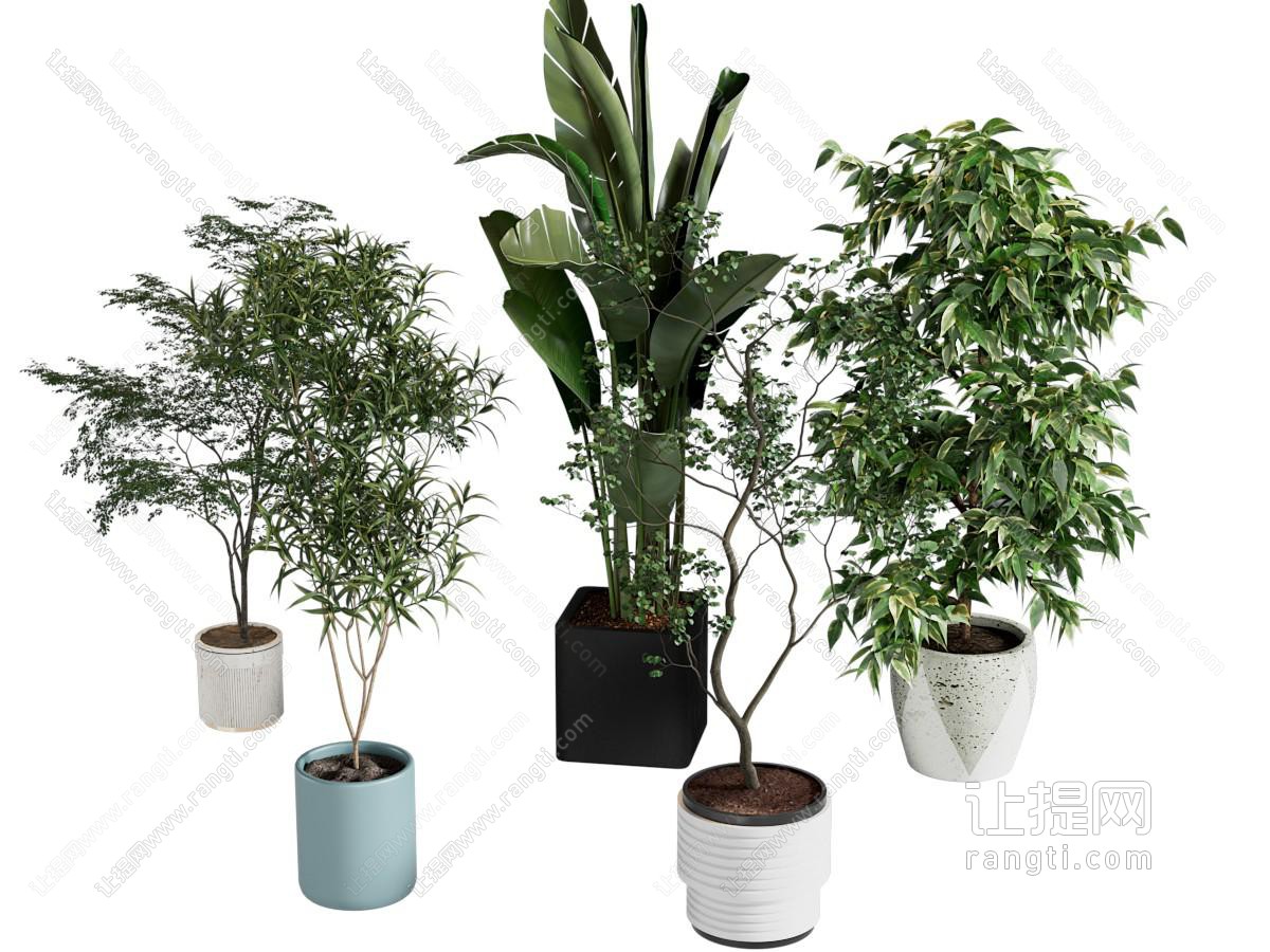 绿植盆栽 盆景