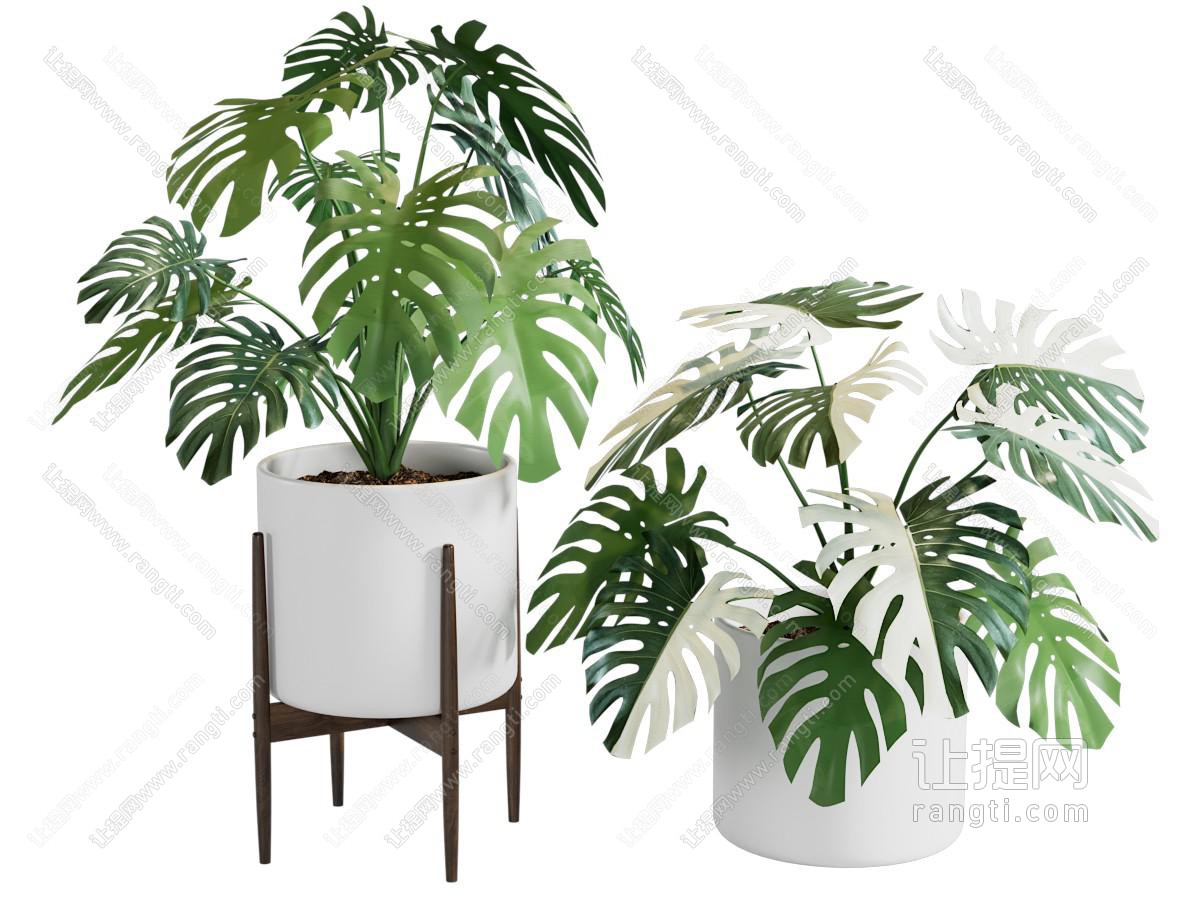 现代龟背竹盆景盆栽植物