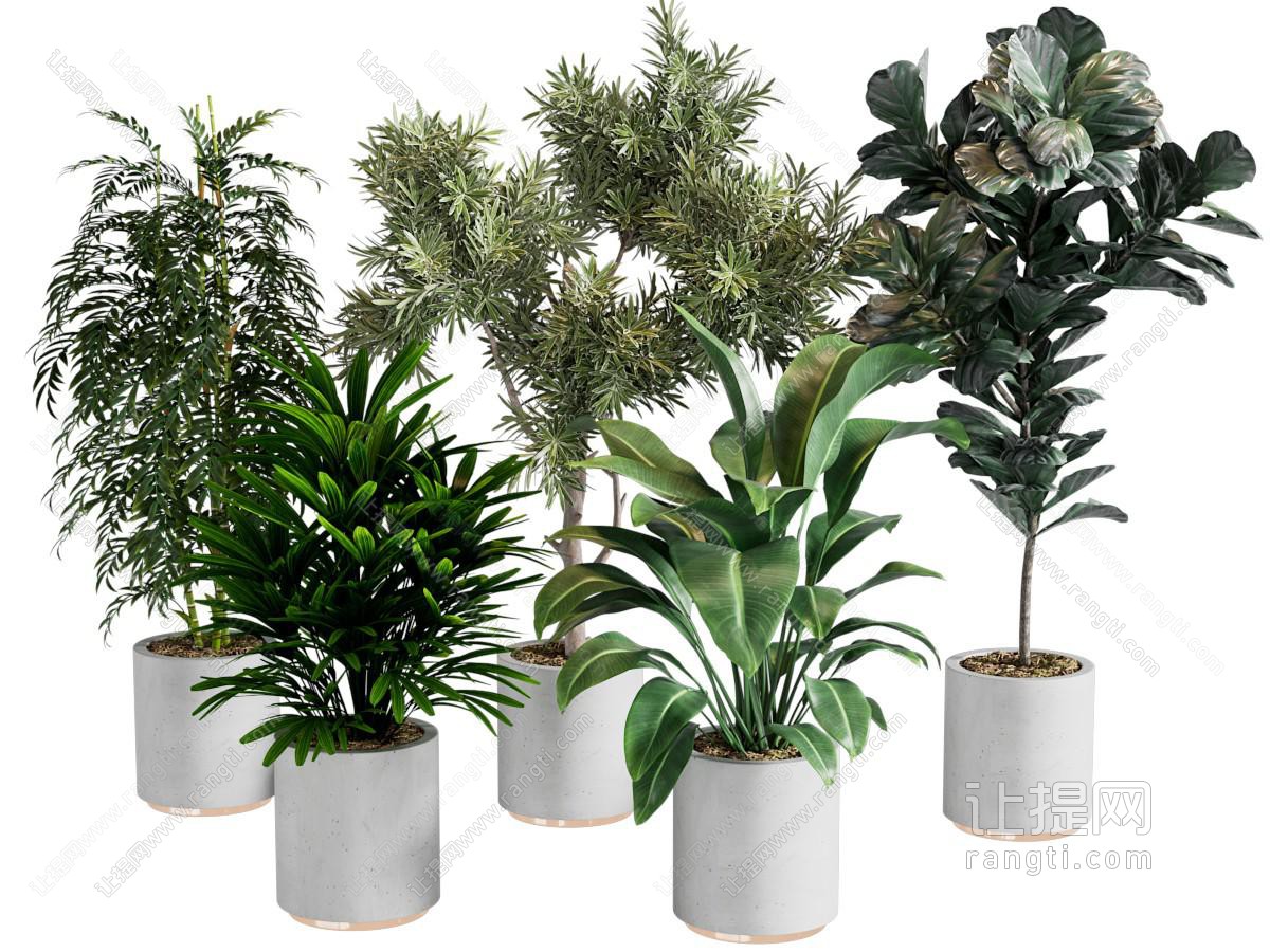 现代植物盆栽