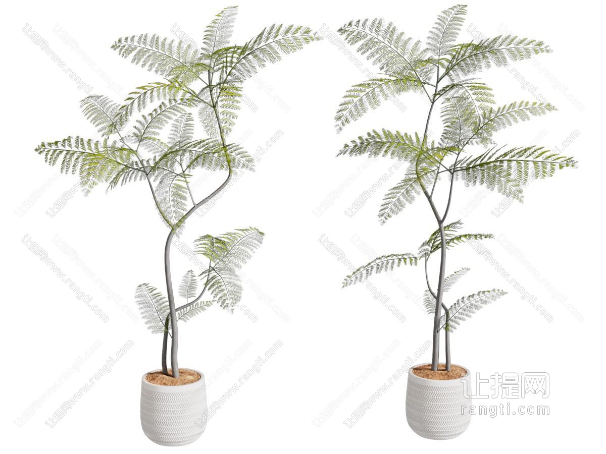 现代绿植盆栽