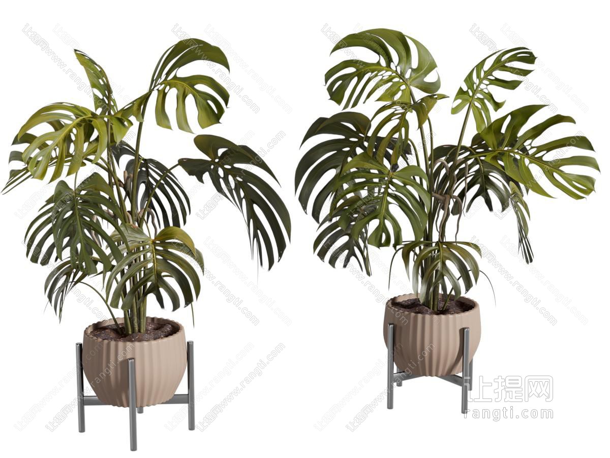 现代花盆盆景盆栽植物