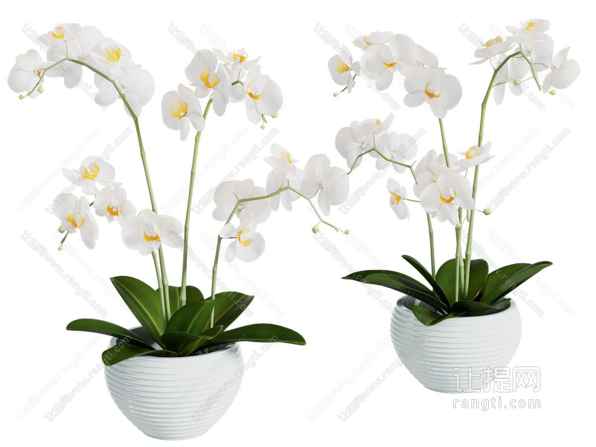 现代蝴蝶兰盆栽花卉植物