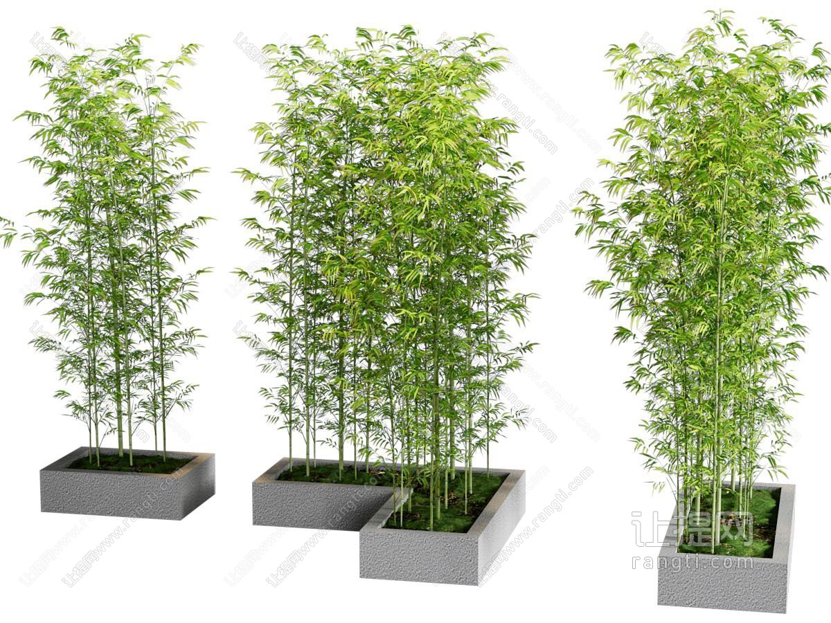 新中式花坛竹子盆景盆栽植物