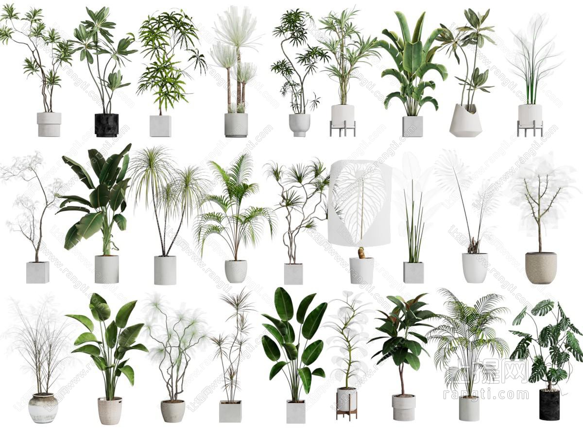 绿植盆栽 植物盆栽 盆栽组合