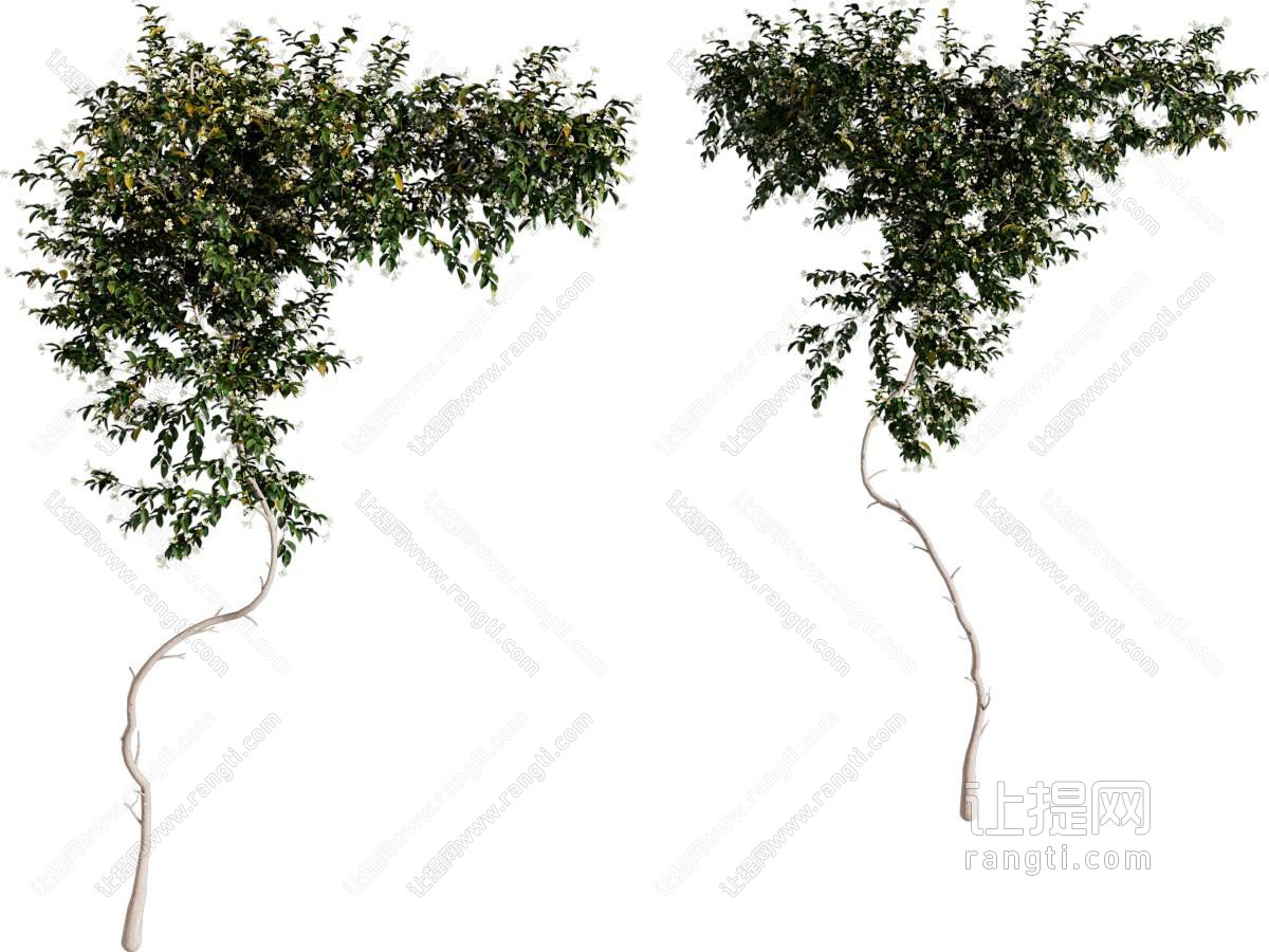 花叶络石