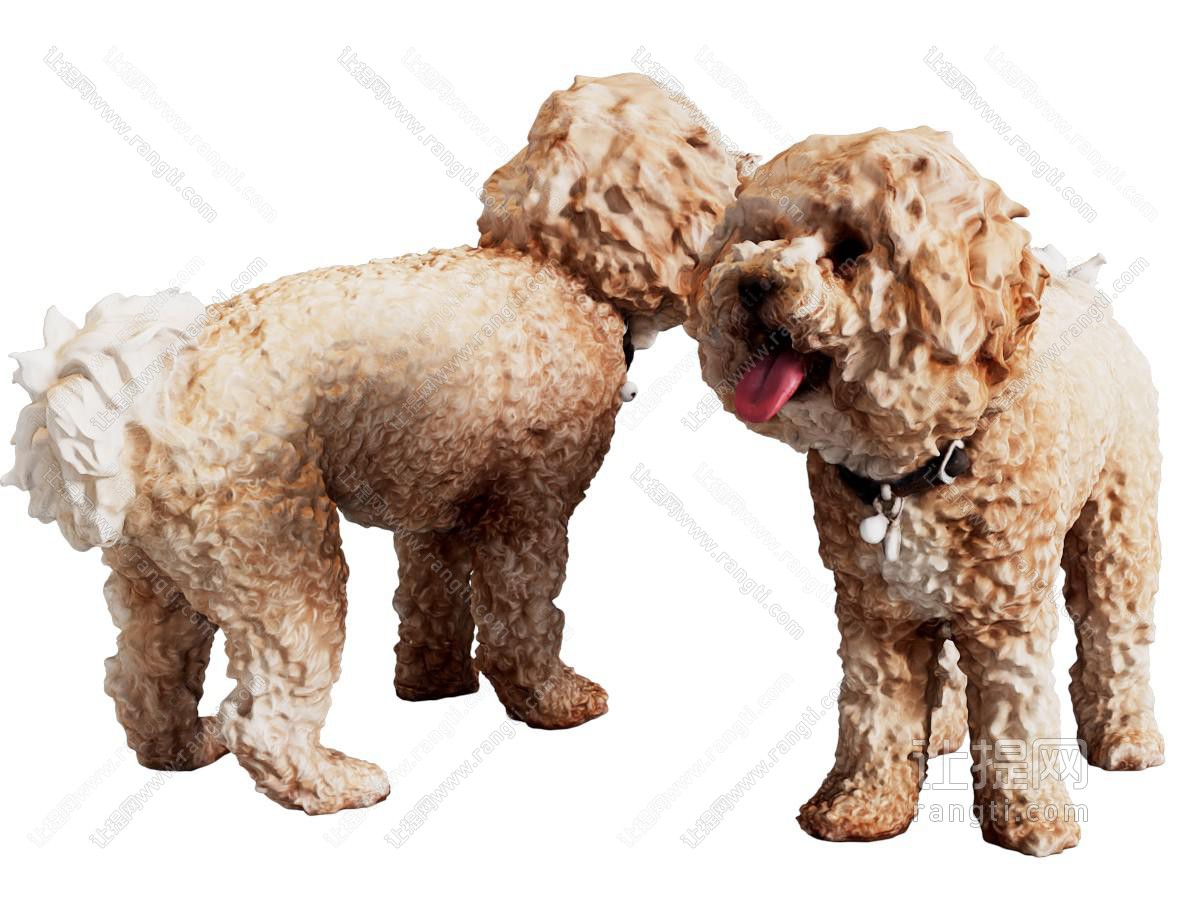 动物 狗