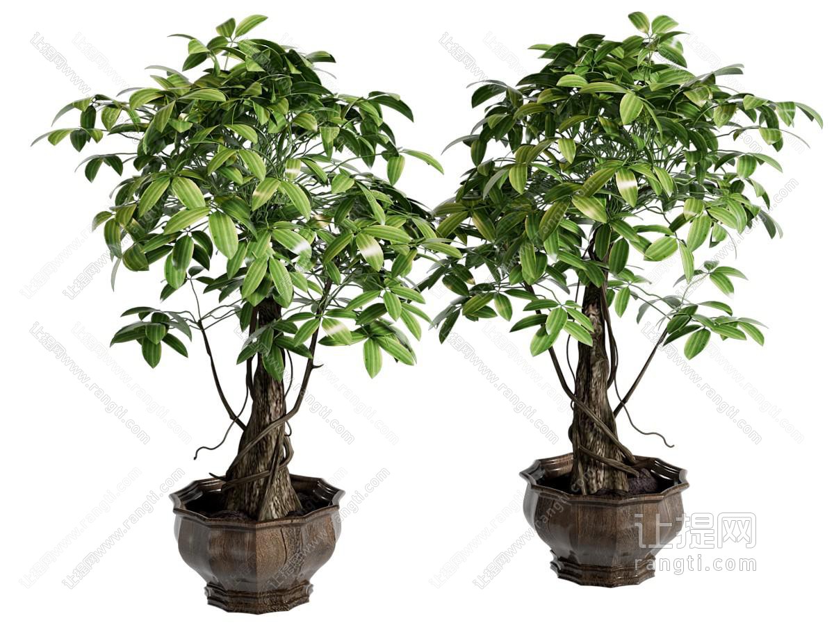 新中式绿植 植物盆栽