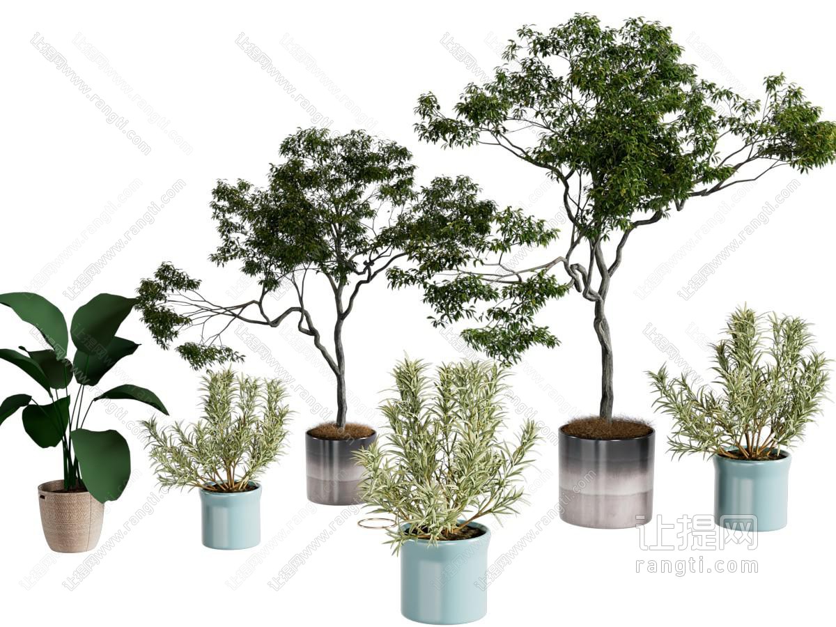 现代植物盆栽
