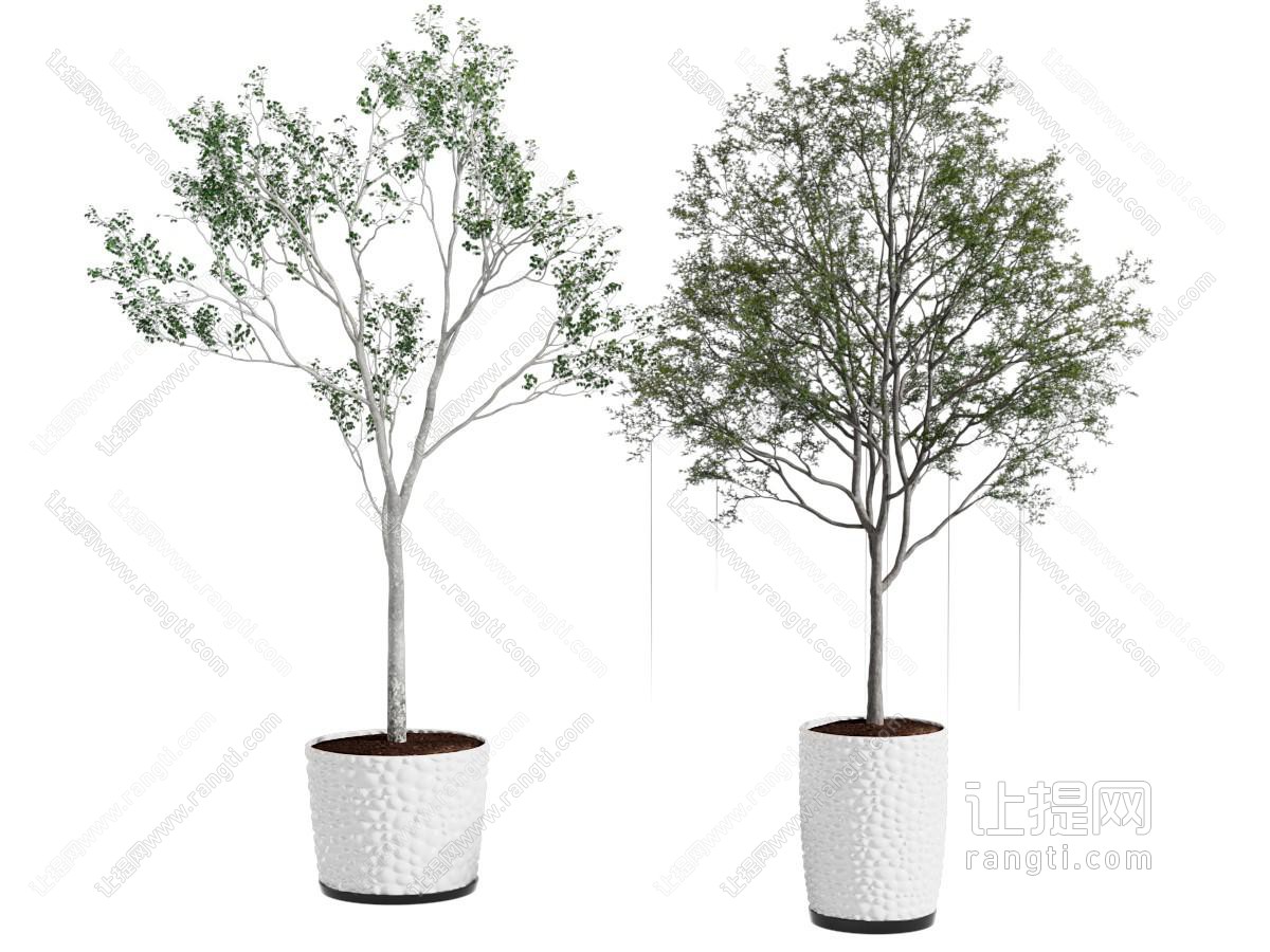 现代花盆盆景盆栽植物