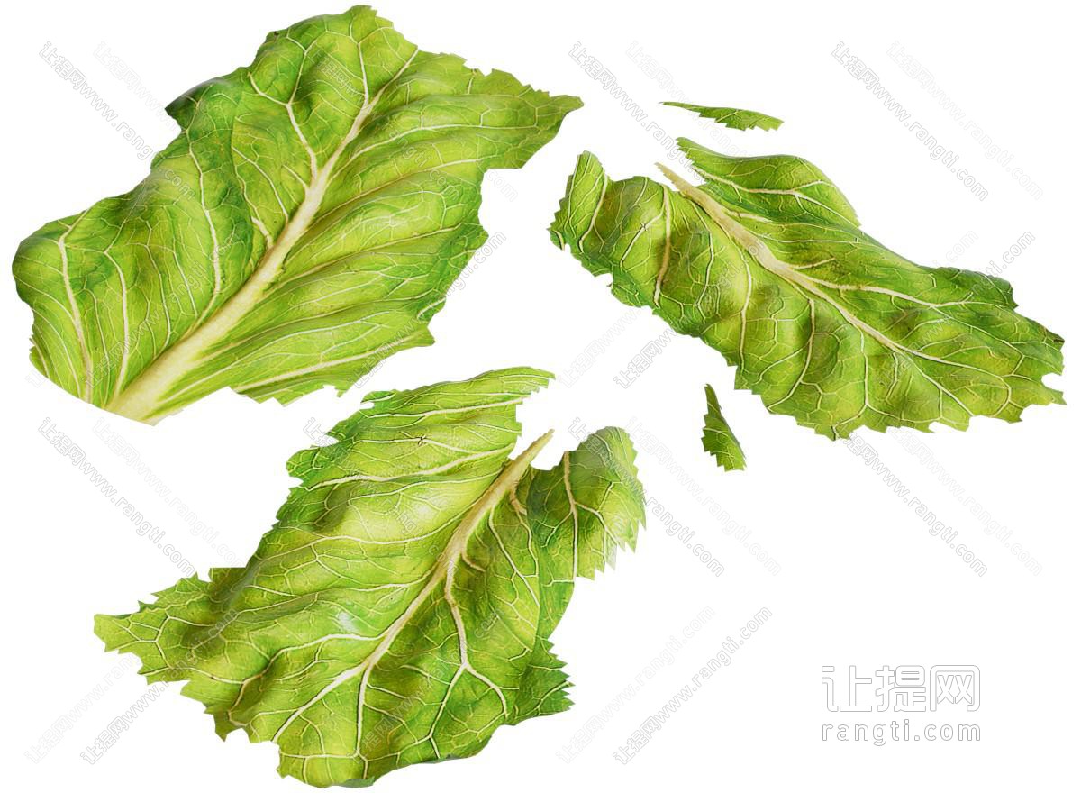 生菜 蔬菜 菜叶 食物