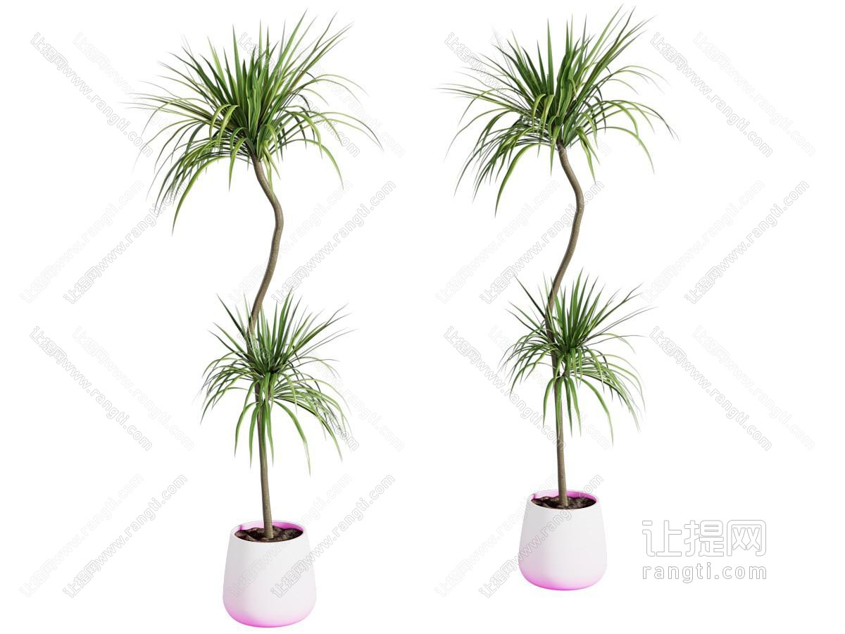 现代花盆盆景盆栽植物