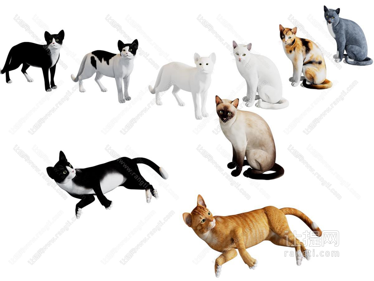 现代宠物猫 爬行动物