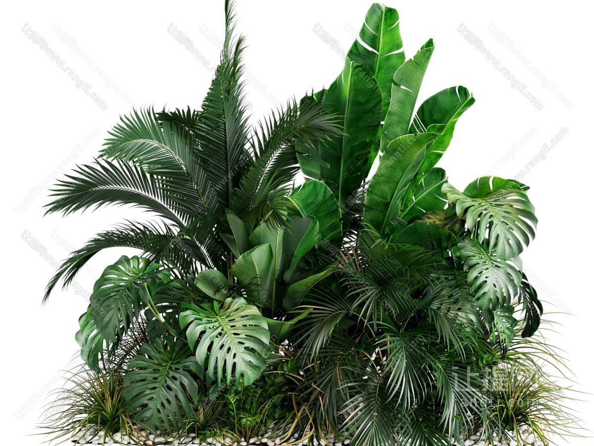 现代植物