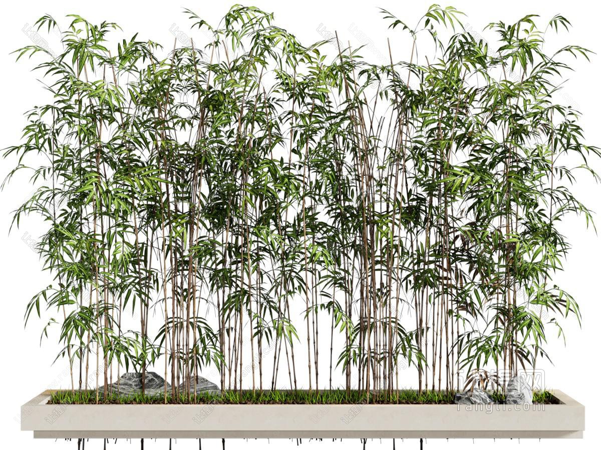 新中式竹子盆景盆栽植物