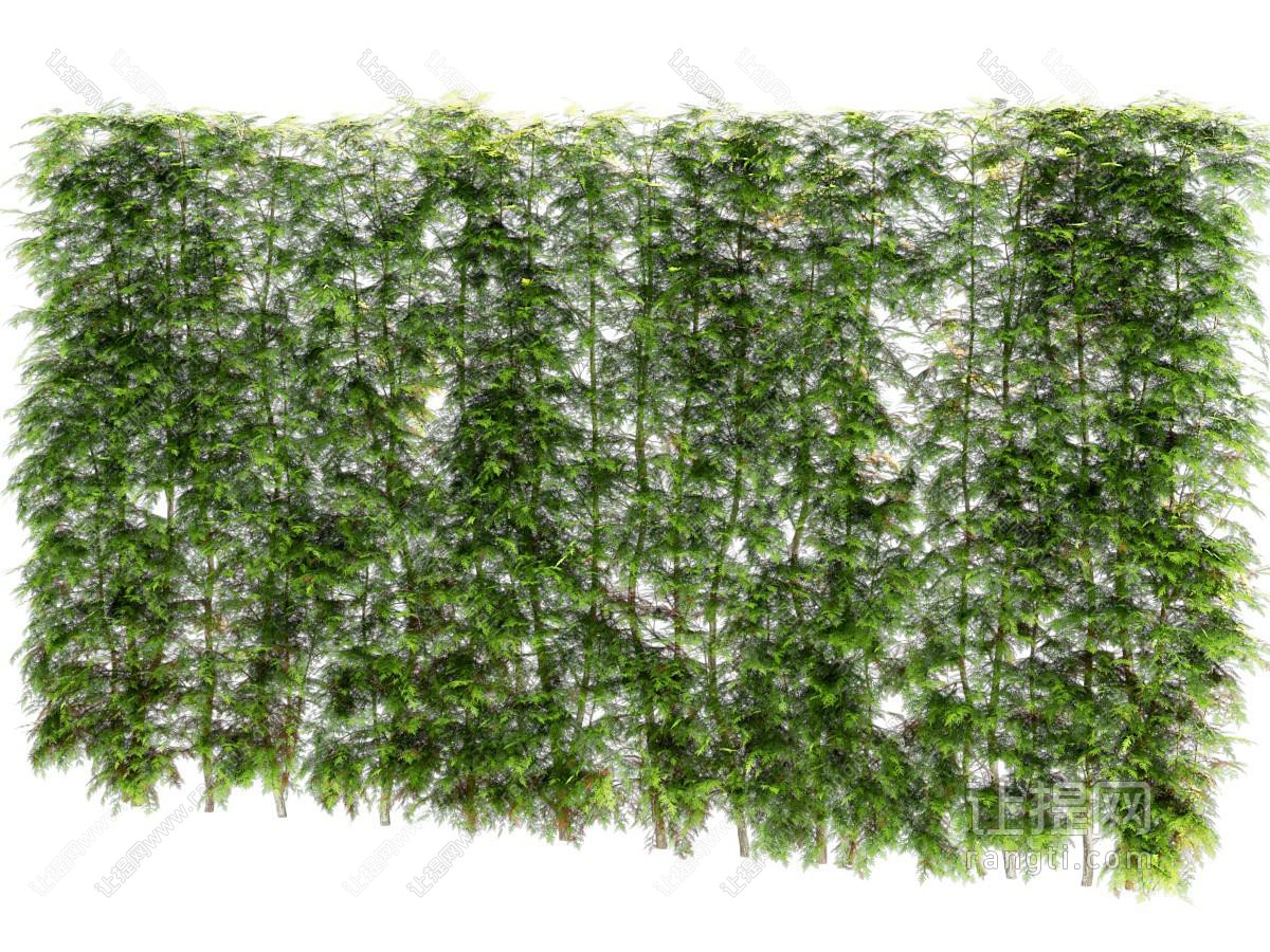 现代植物墙