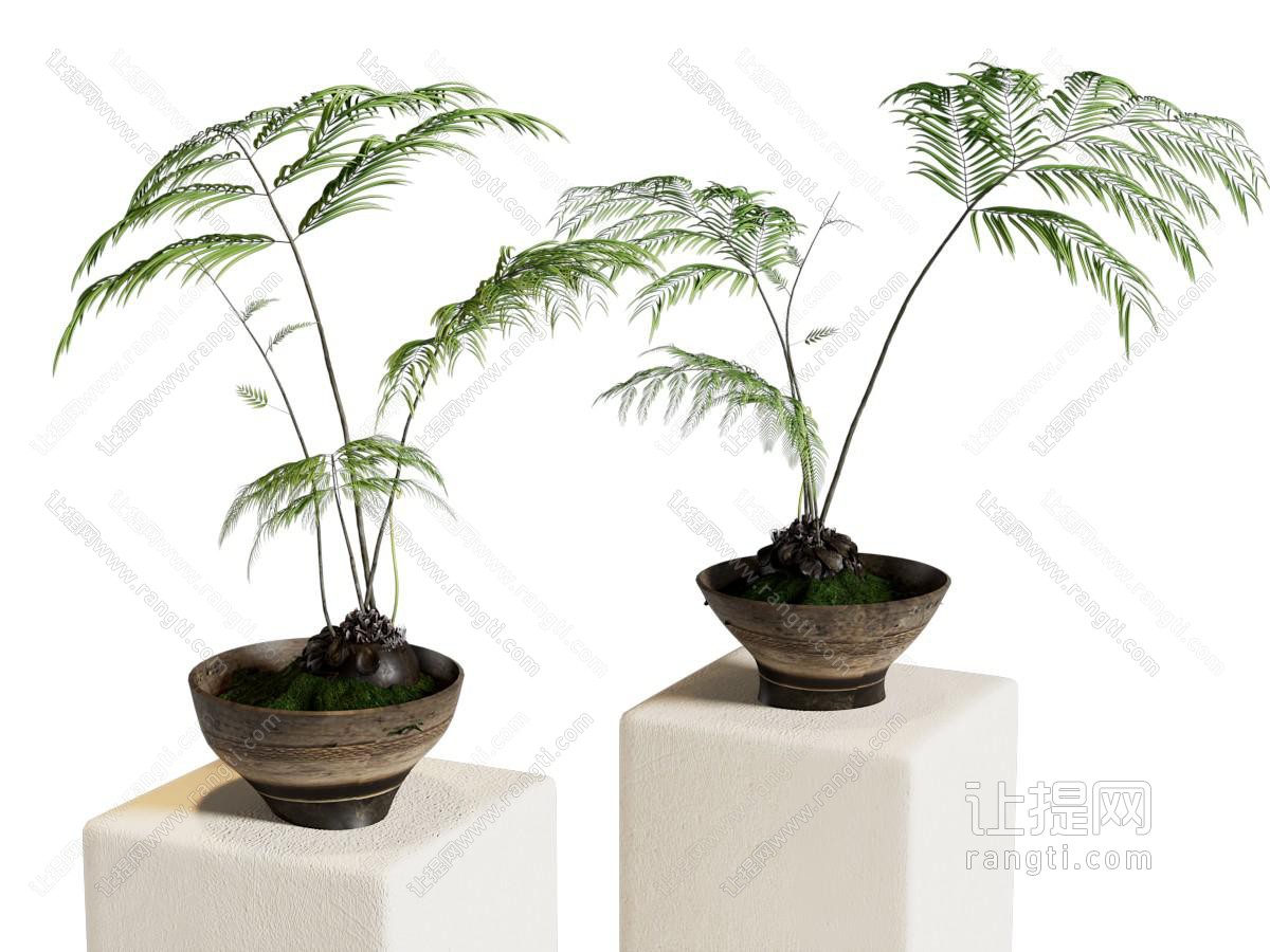 盆栽
