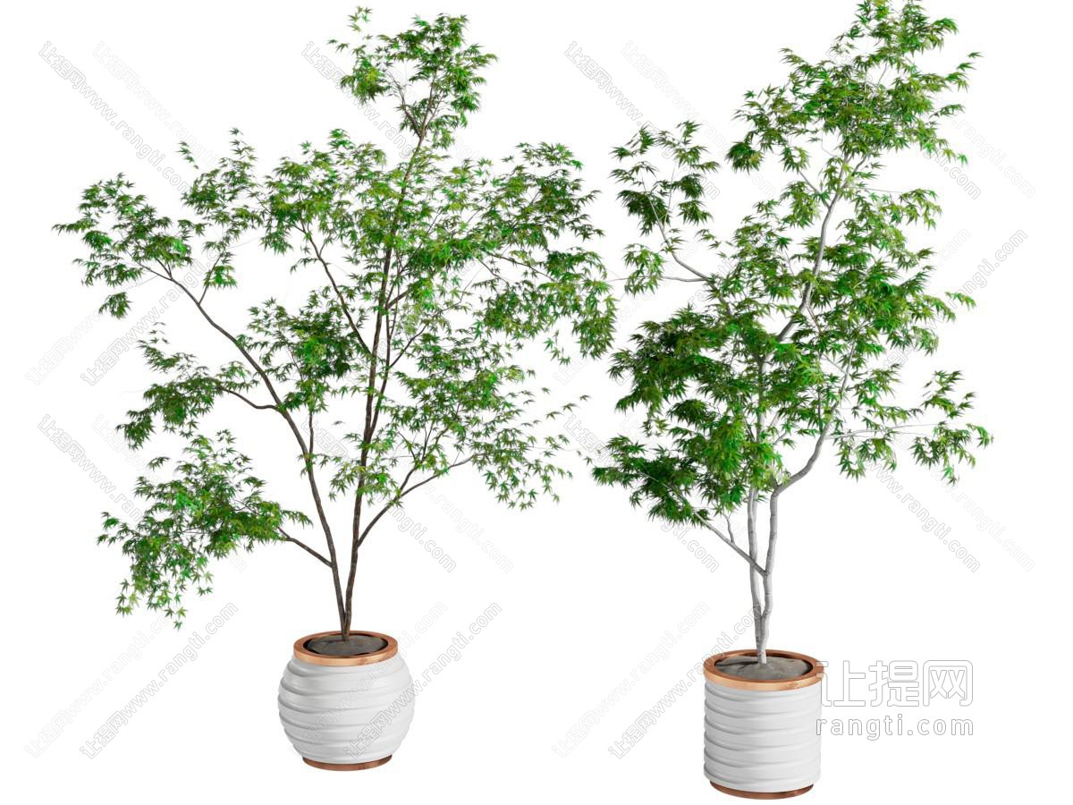 现代绿植盆栽盆景