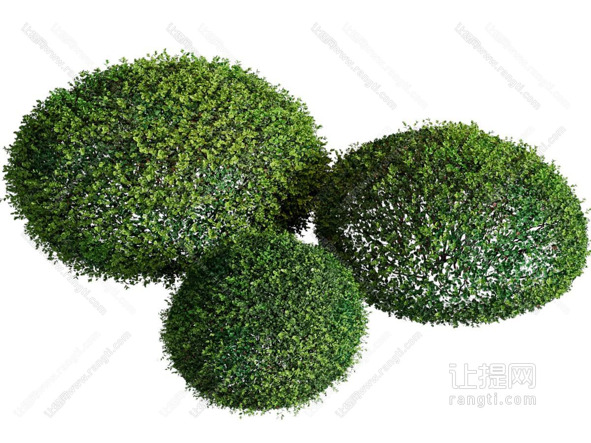 植物灌木