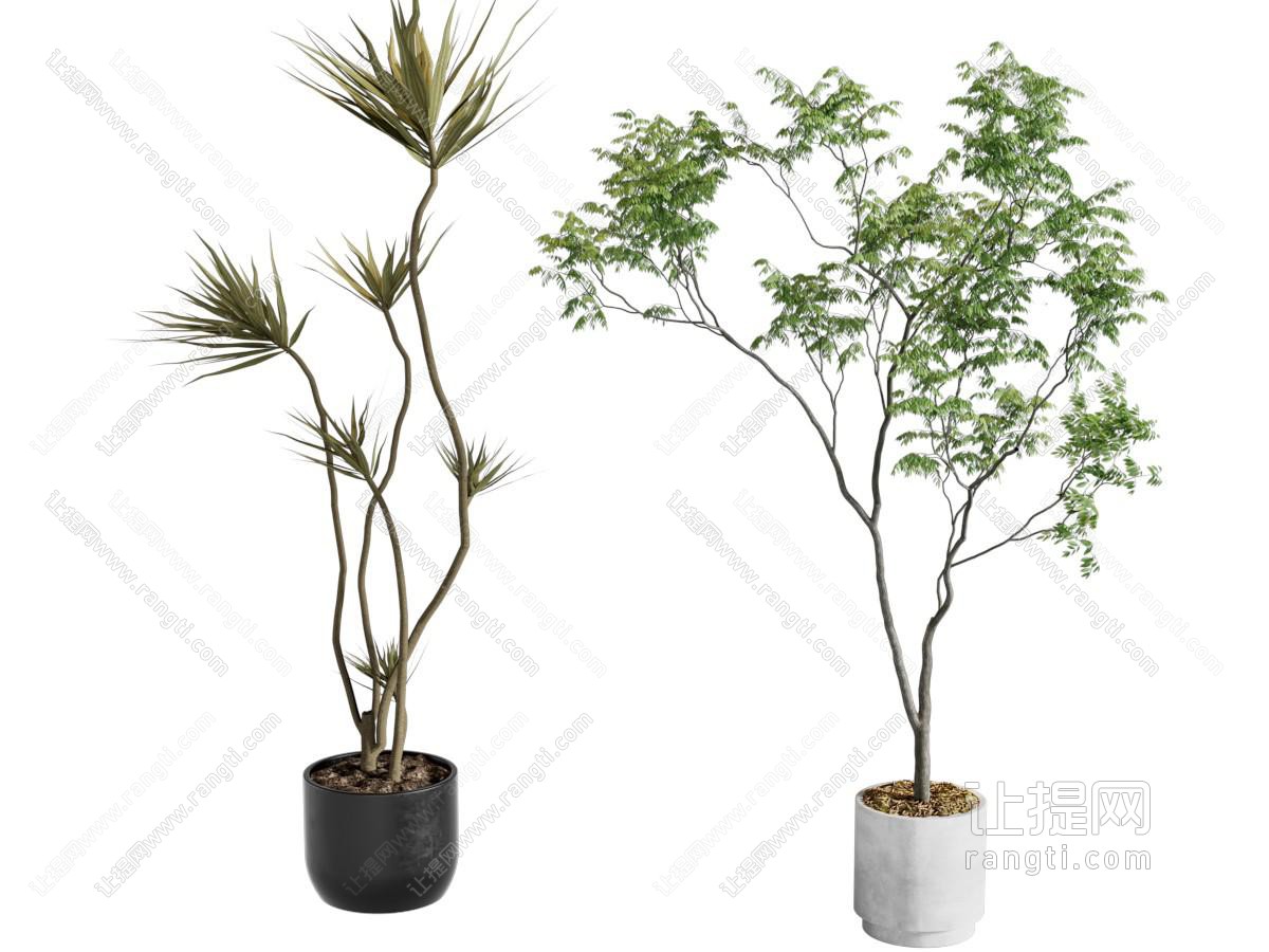 现代盆栽盆景 植物摆件