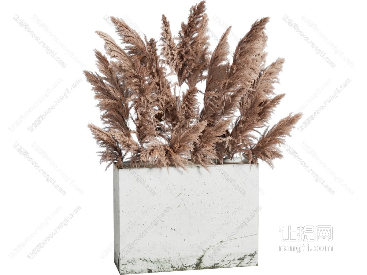 现代干花植物盆栽
