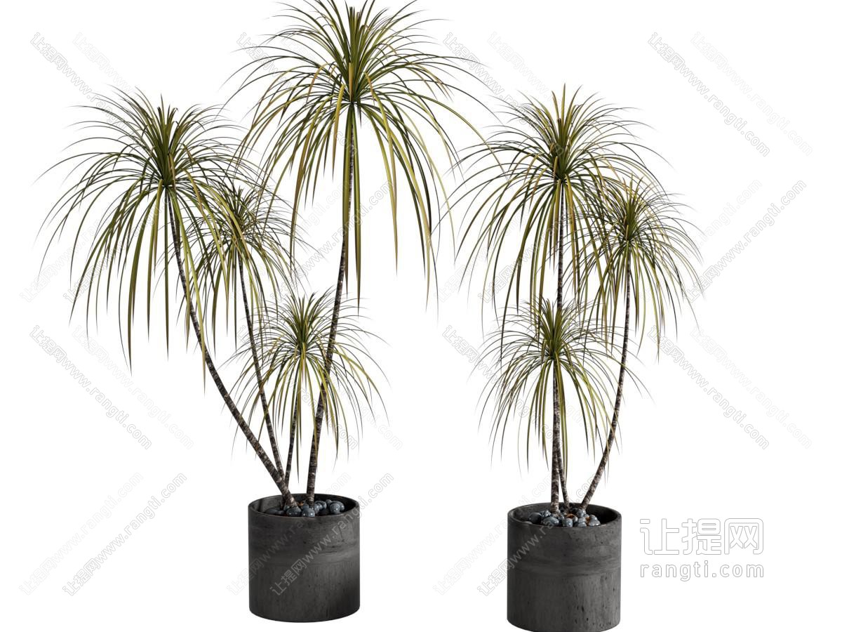 现代植物盆栽