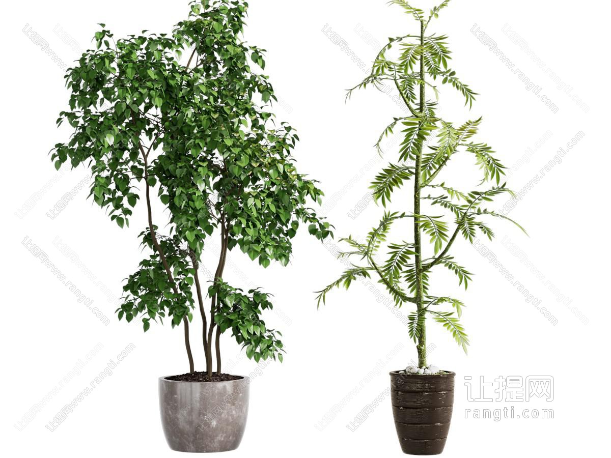 现代植物盆栽