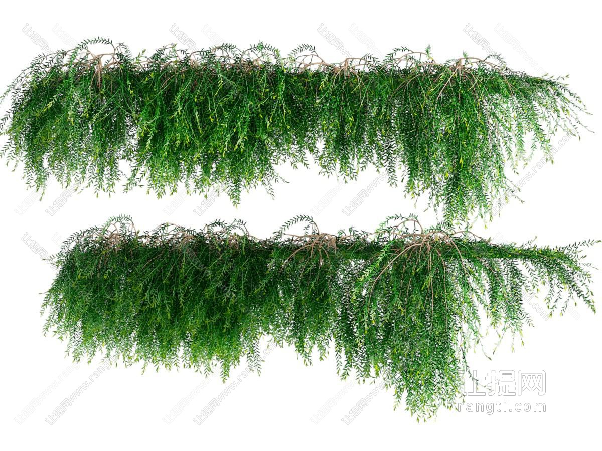 现代绿植藤蔓