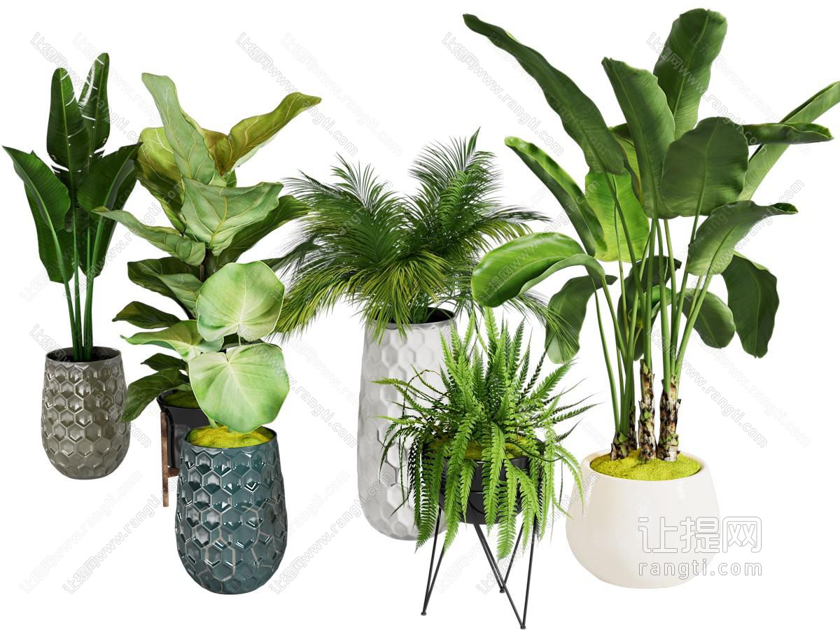 现代花盆盆景盆栽植物