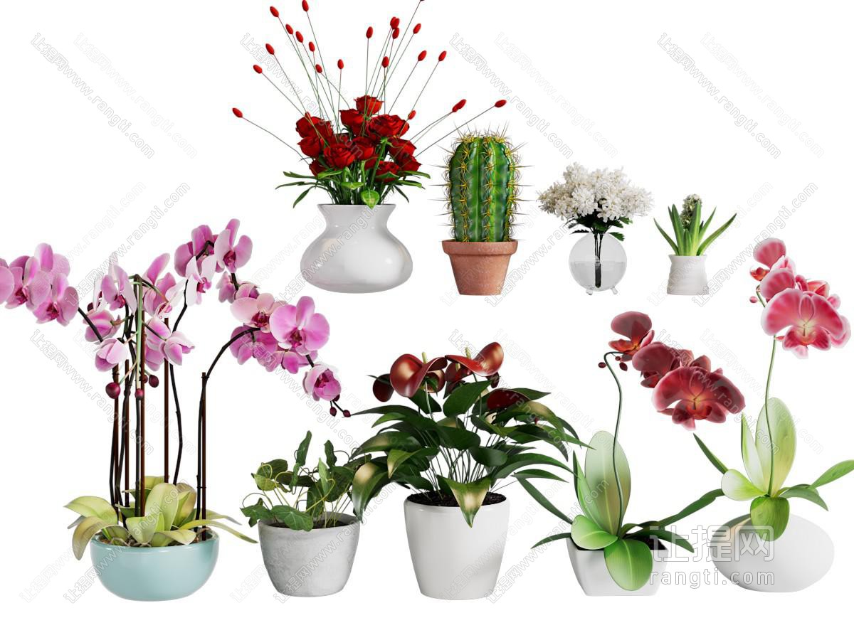 现代蝴蝶兰 盆景盆栽花卉植物