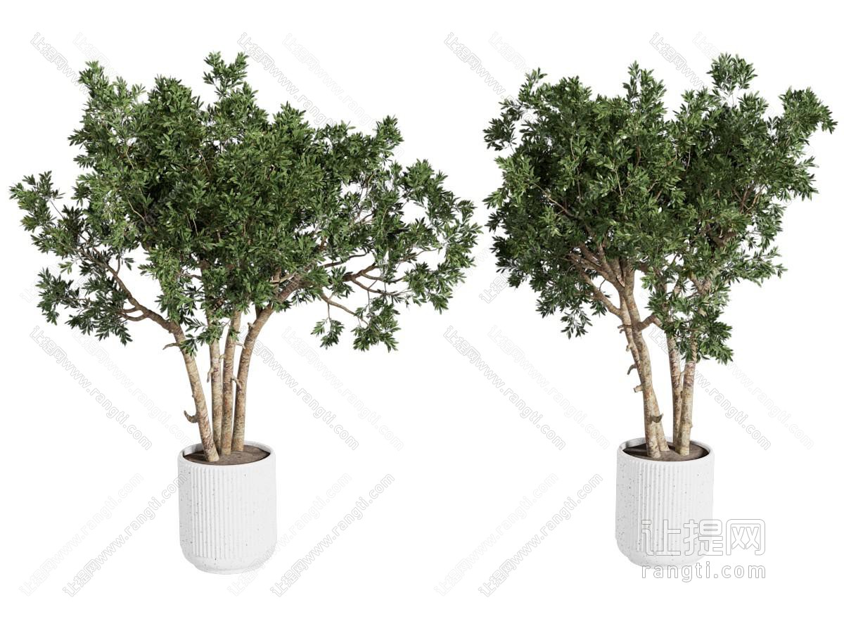 绿植盆栽