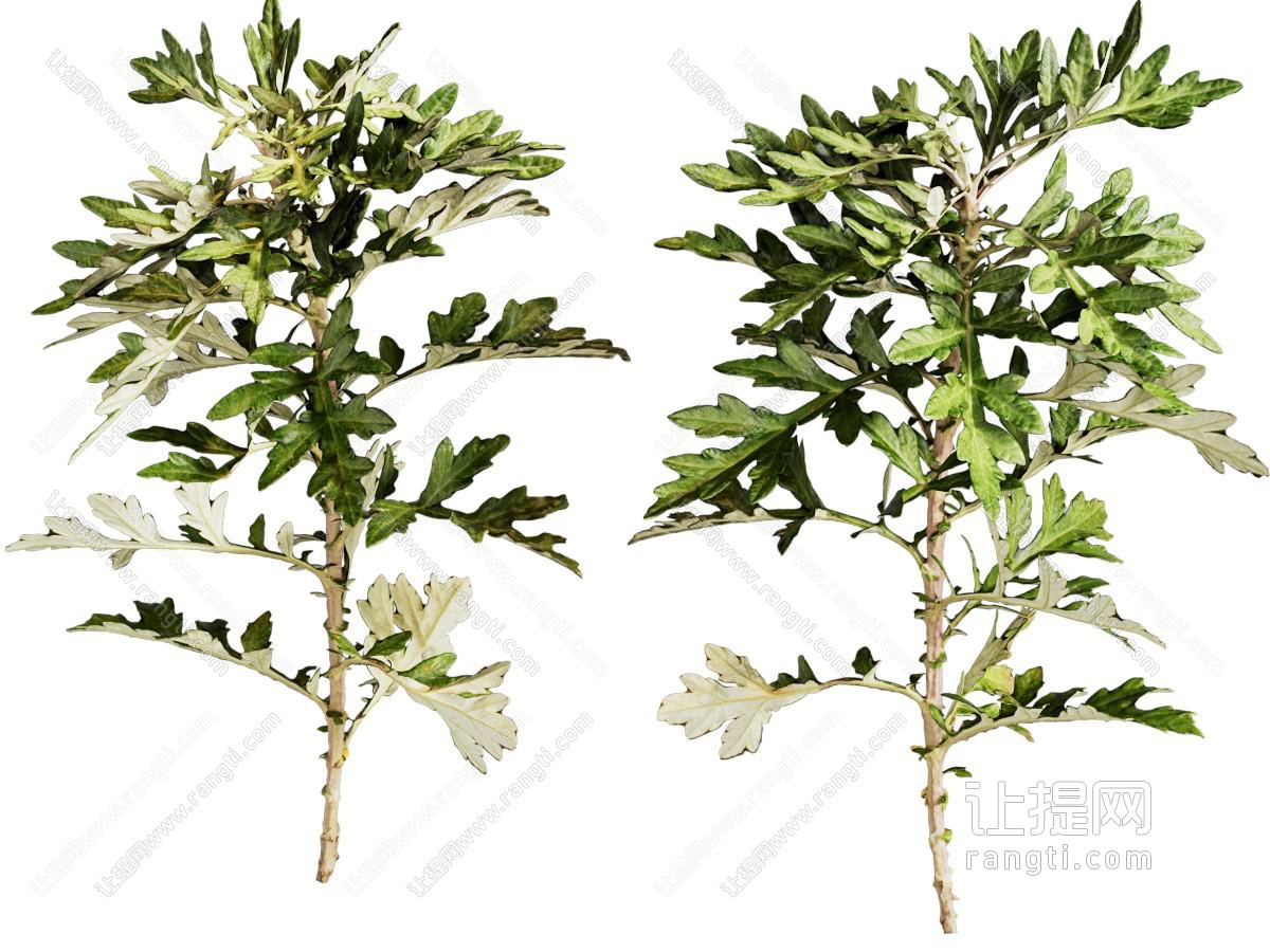 艾蒿植物花草