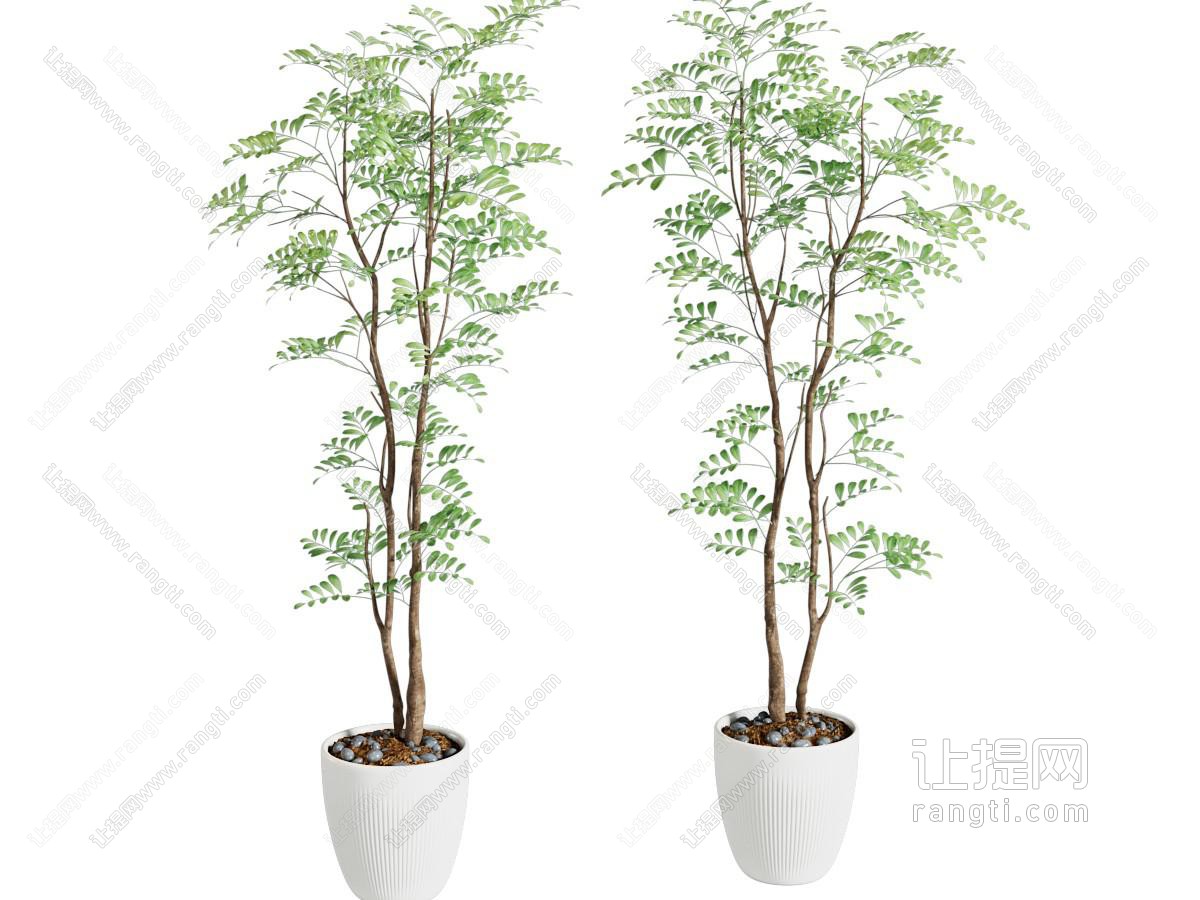 现代植物 绿植盆栽 树影 光影