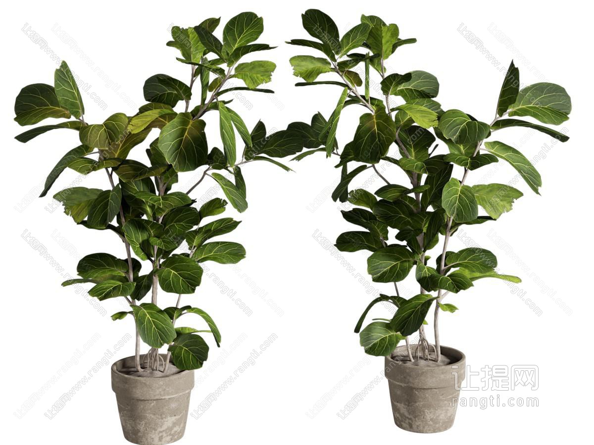 植物盆栽 绿植