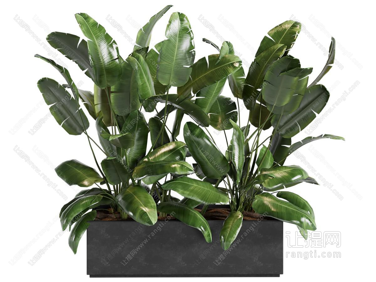 现代芭蕉盆栽