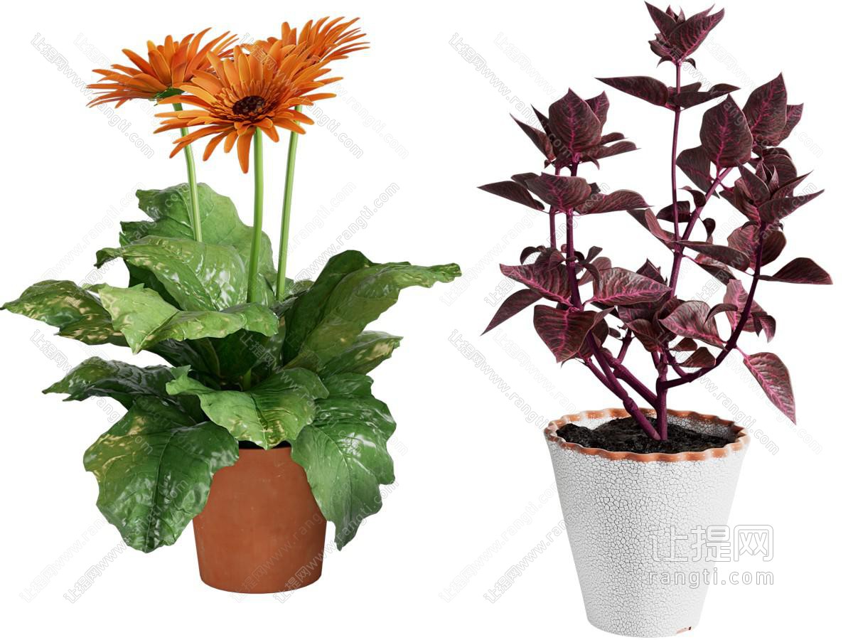 现代绿植盆栽