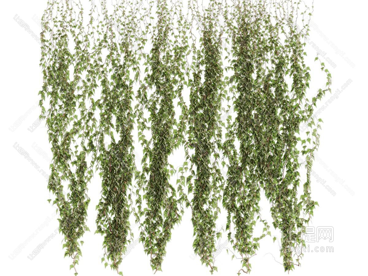 现代爬墙虎藤曼植物