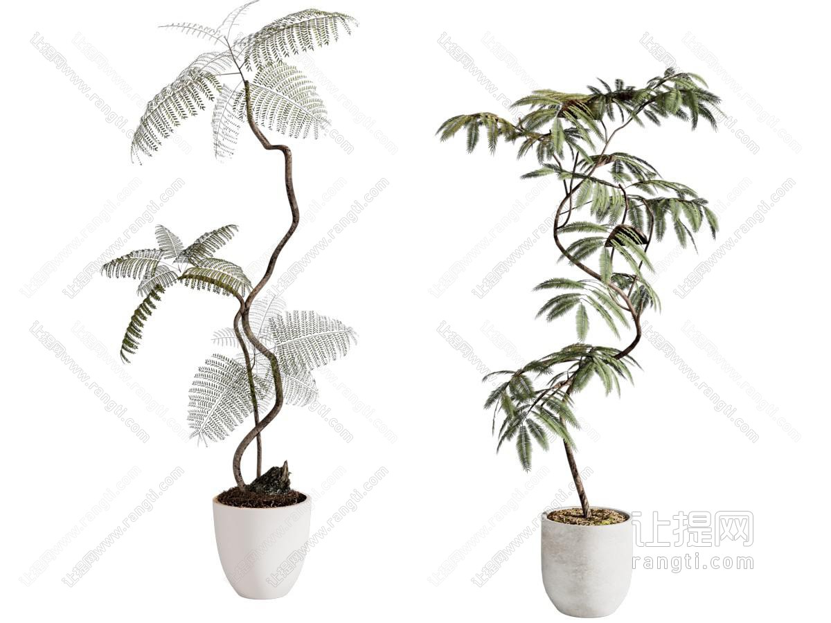 蕨类盆栽 绿植