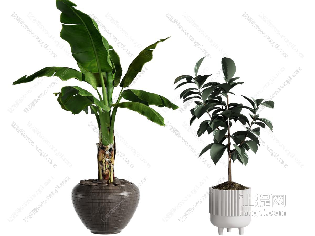 绿植盆栽