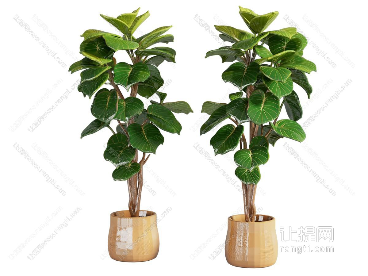 现代花盆 盆景盆栽植物