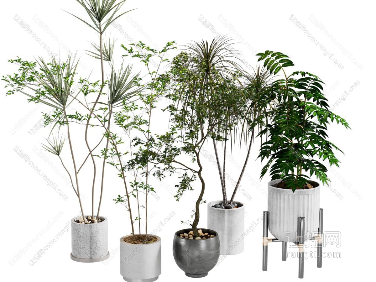 绿植盆栽