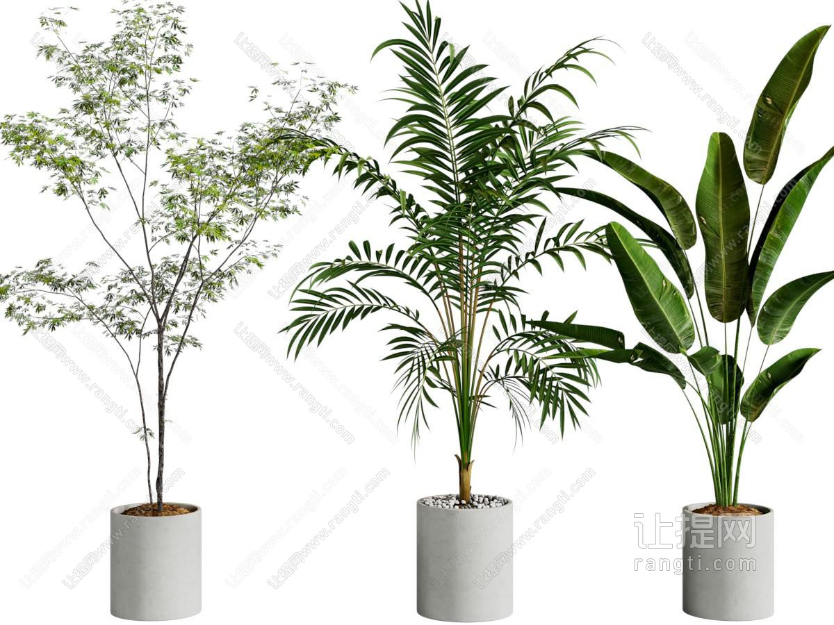 绿植盆栽