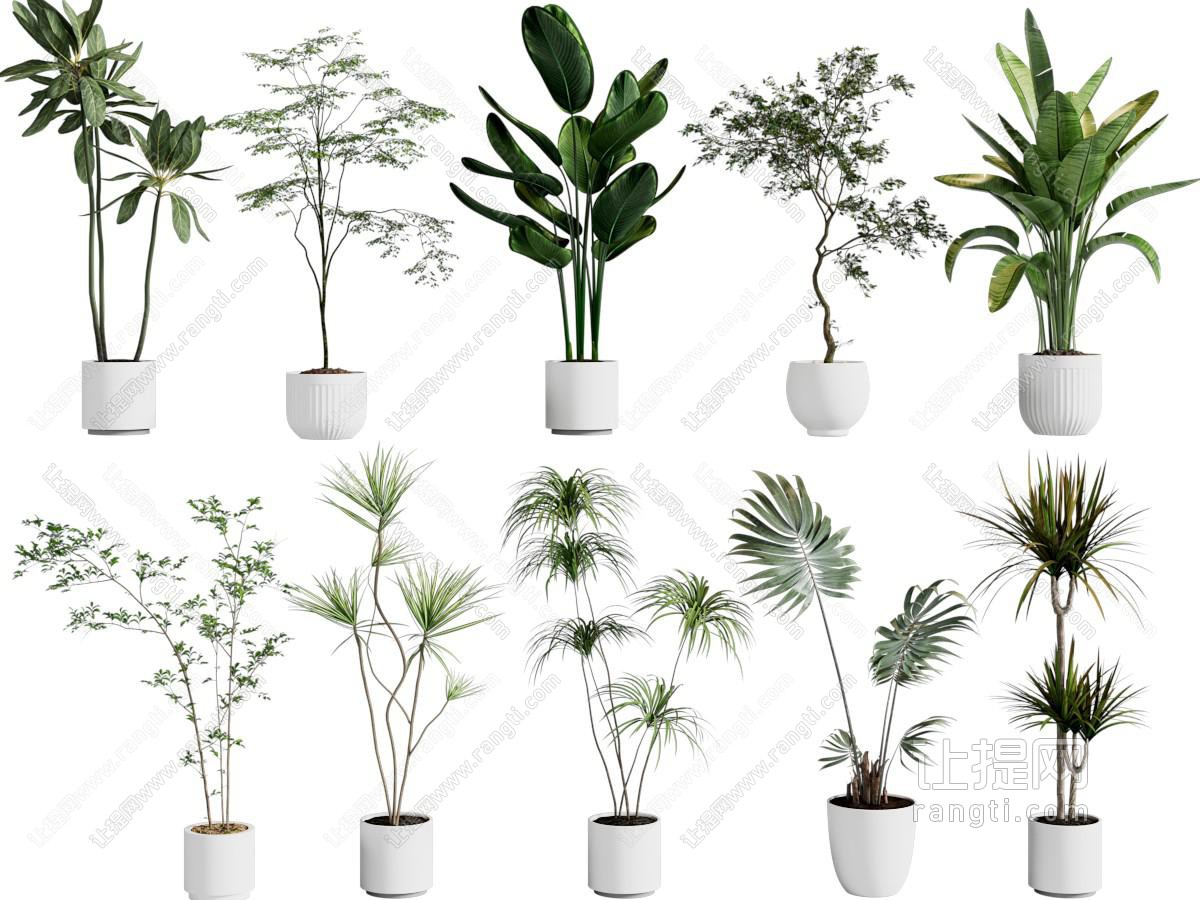 现代花盆盆景盆栽植物