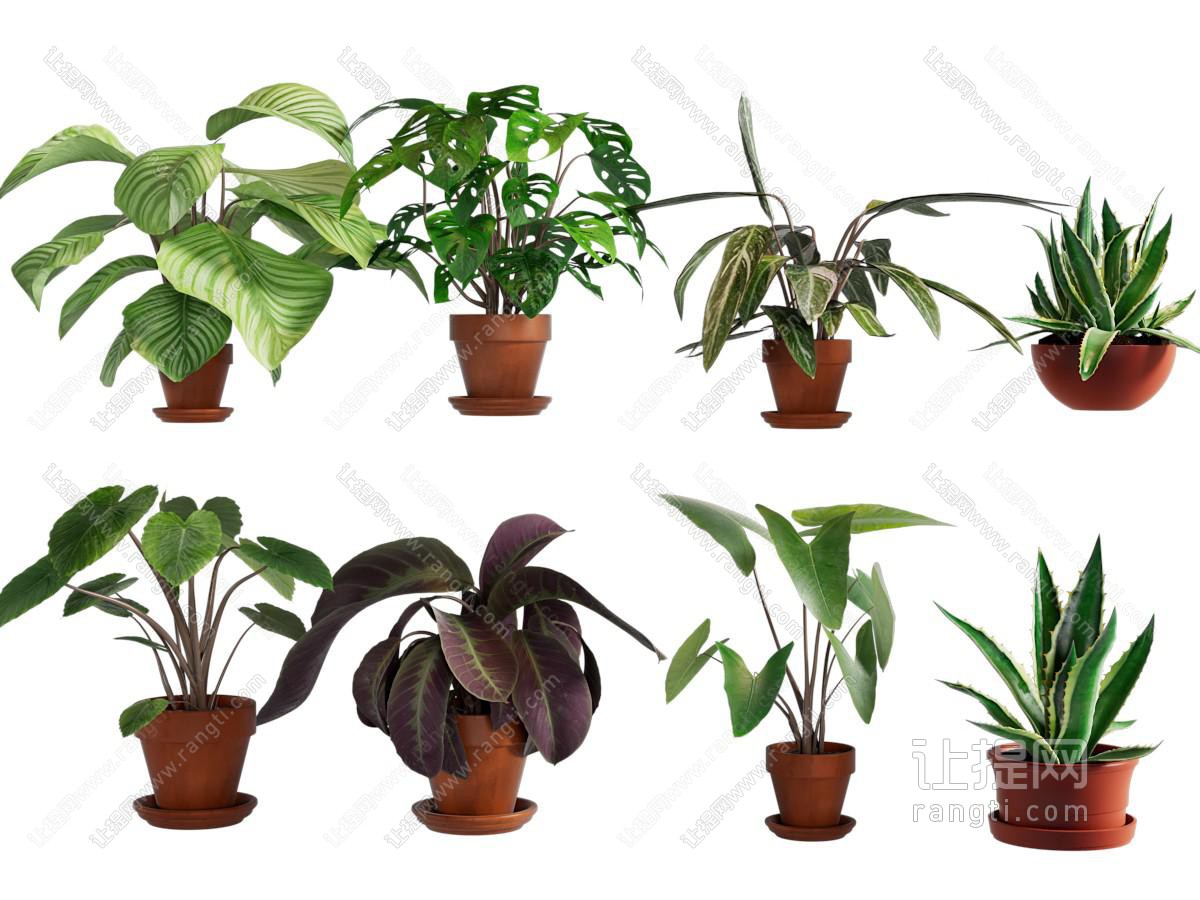 绿植盆栽