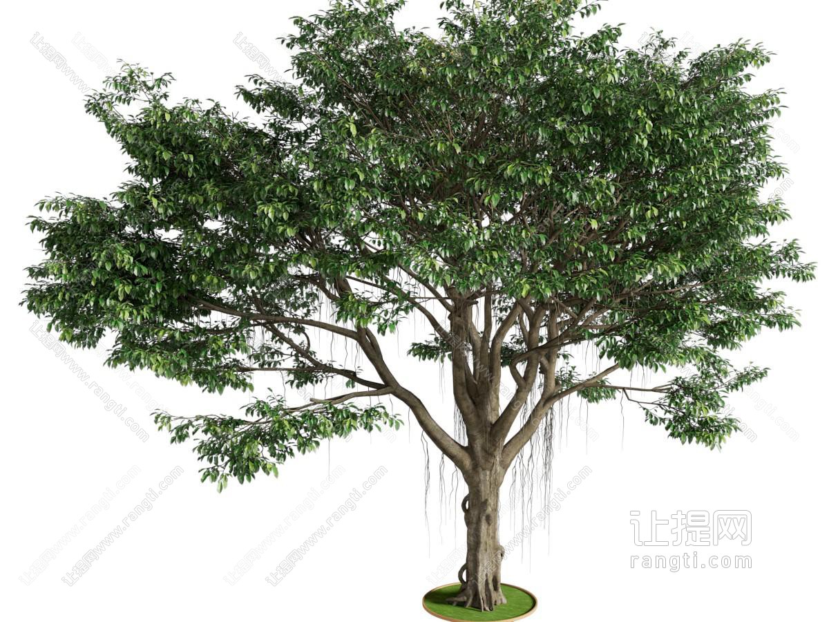 现代小叶榕树乔木植物类