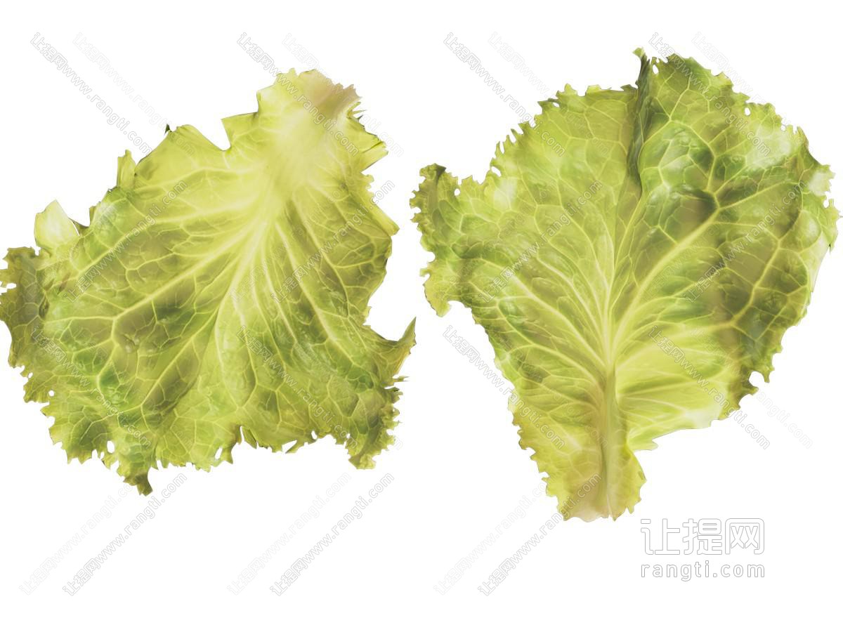 现代生菜叶子 蔬菜