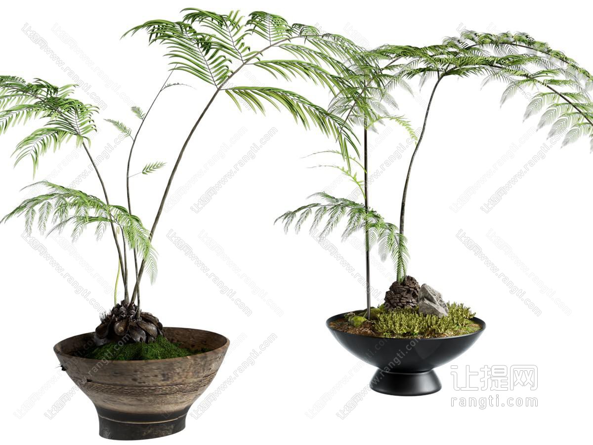现代蕨类盆栽
