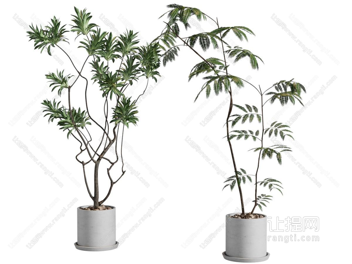 盆栽