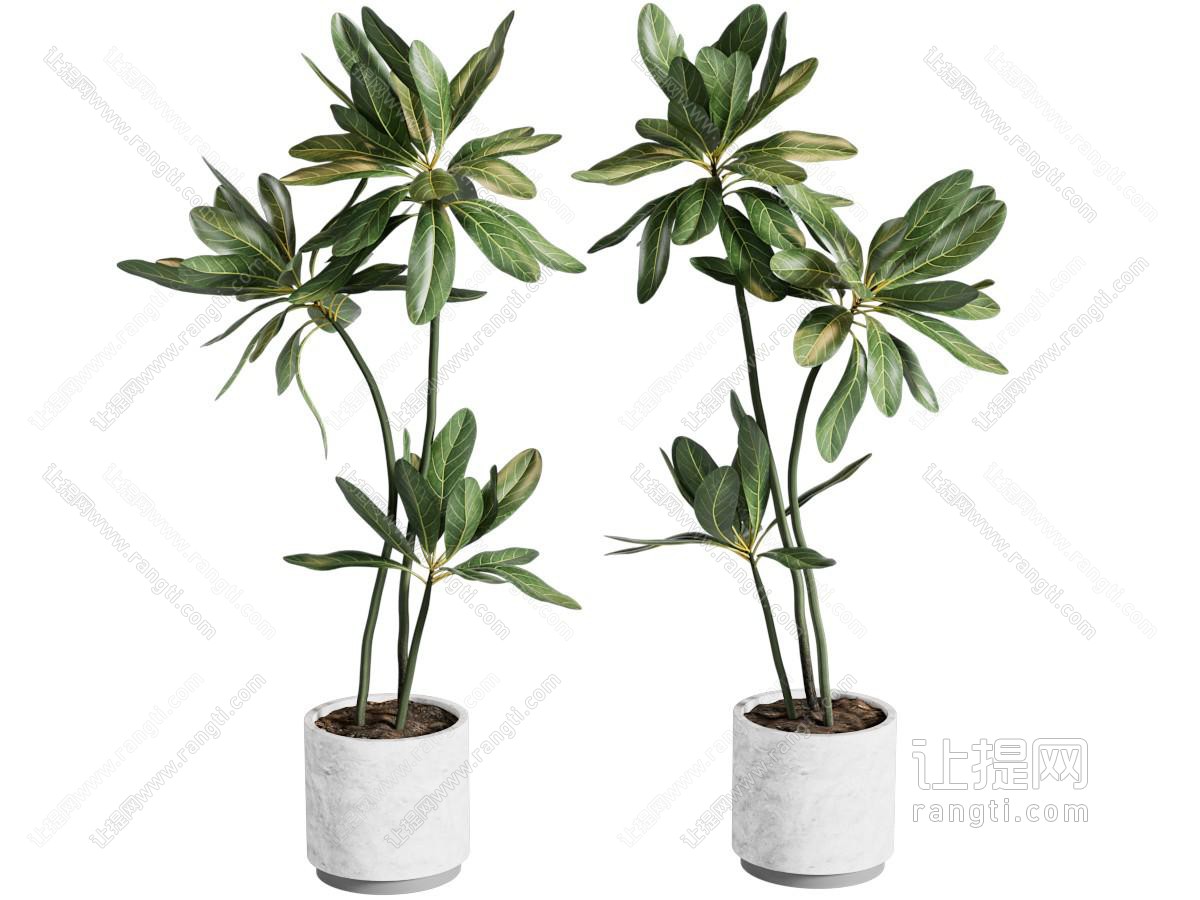 现代花盆盆景盆栽植物