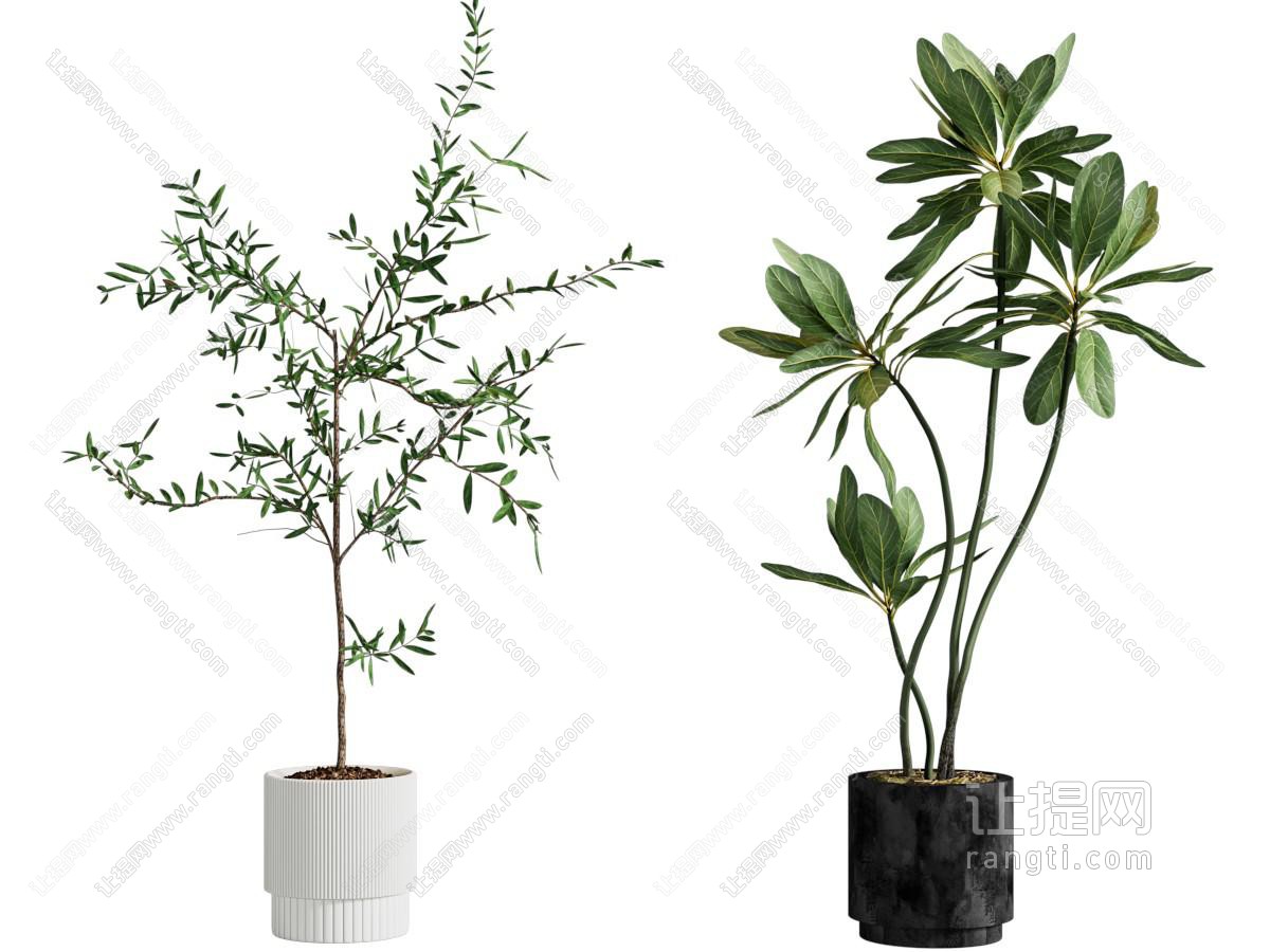 现代花盆盆景盆栽植物